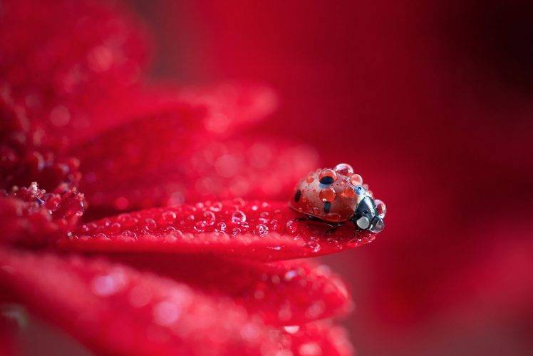 ladybugs macro animals insect water drops nature HD Wallpaper Desktop Background