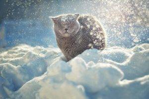 cat snow