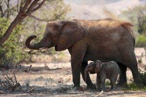 elephant baby animals animals