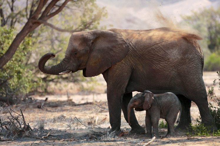 elephant baby animals animals HD Wallpaper Desktop Background
