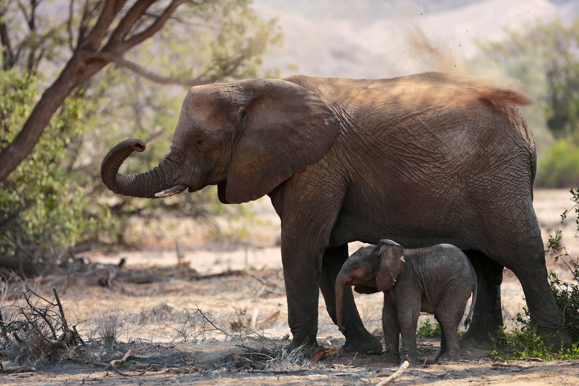 elephant baby animals animals Wallpaper
