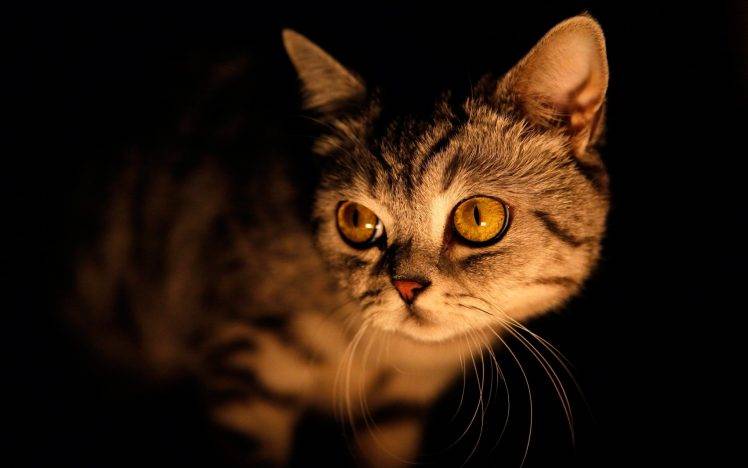 animals cat photography HD Wallpaper Desktop Background
