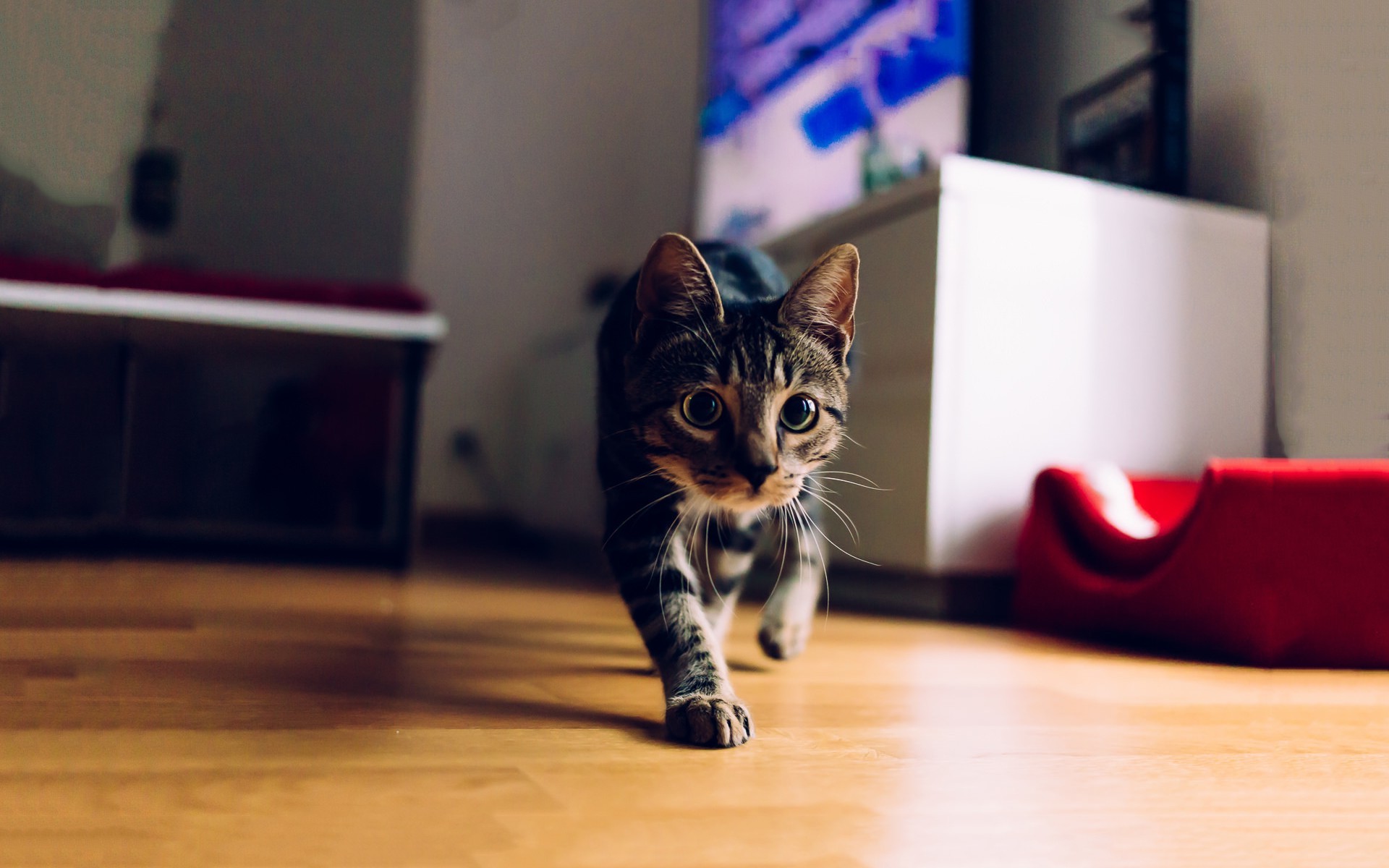 animals cat photography Wallpaper