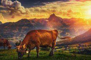 landscape mountains sun sunlight rocks cows bell clouds grass