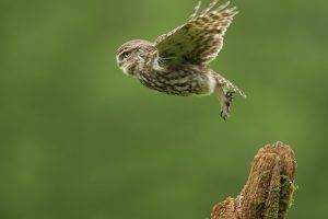 photography birds owl take off macro