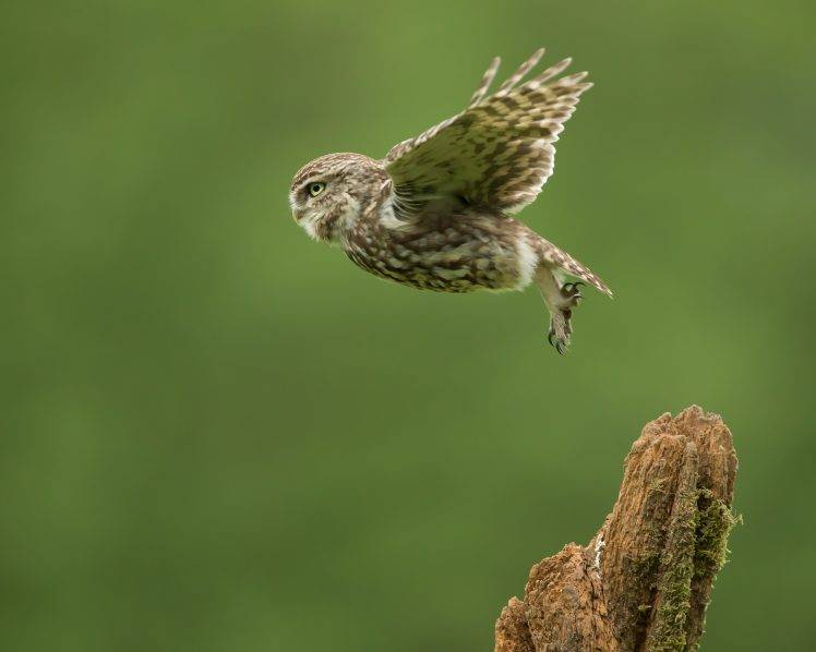 photography birds owl take off macro HD Wallpaper Desktop Background