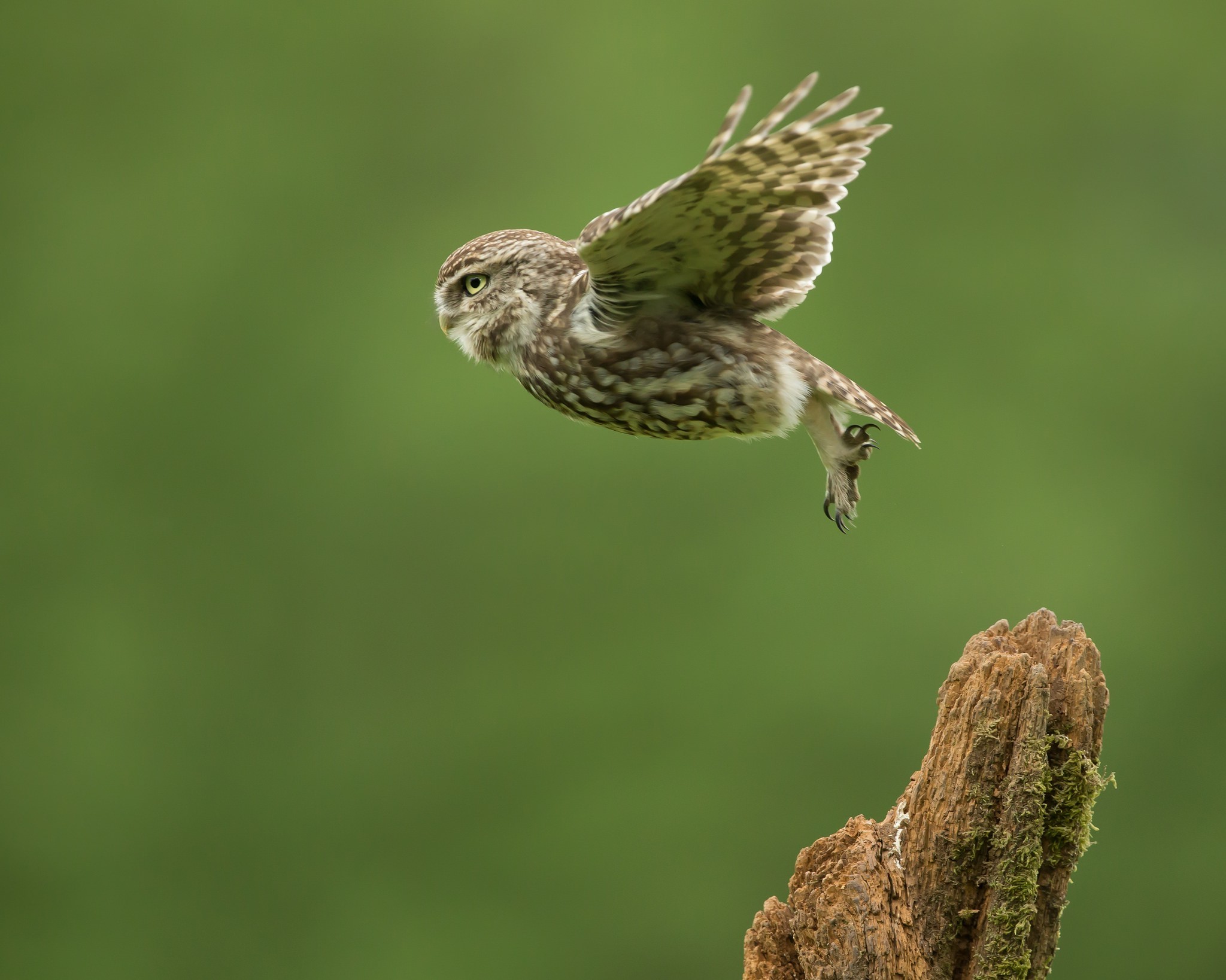 photography birds owl take off macro Wallpaper
