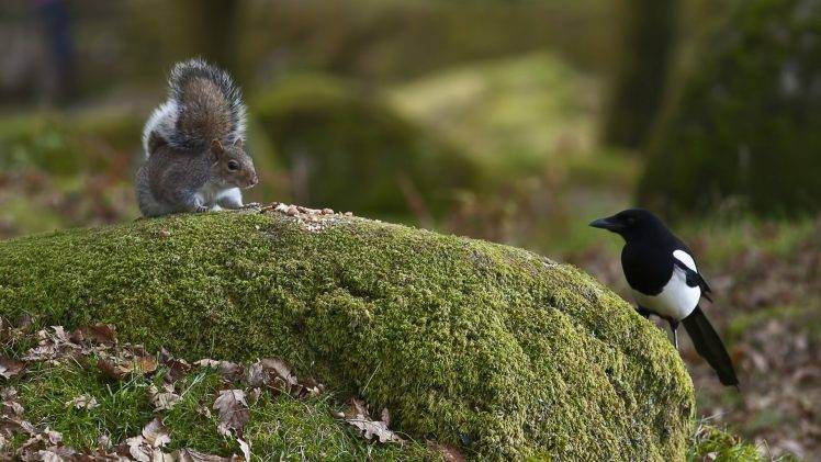 animals squirrel HD Wallpaper Desktop Background