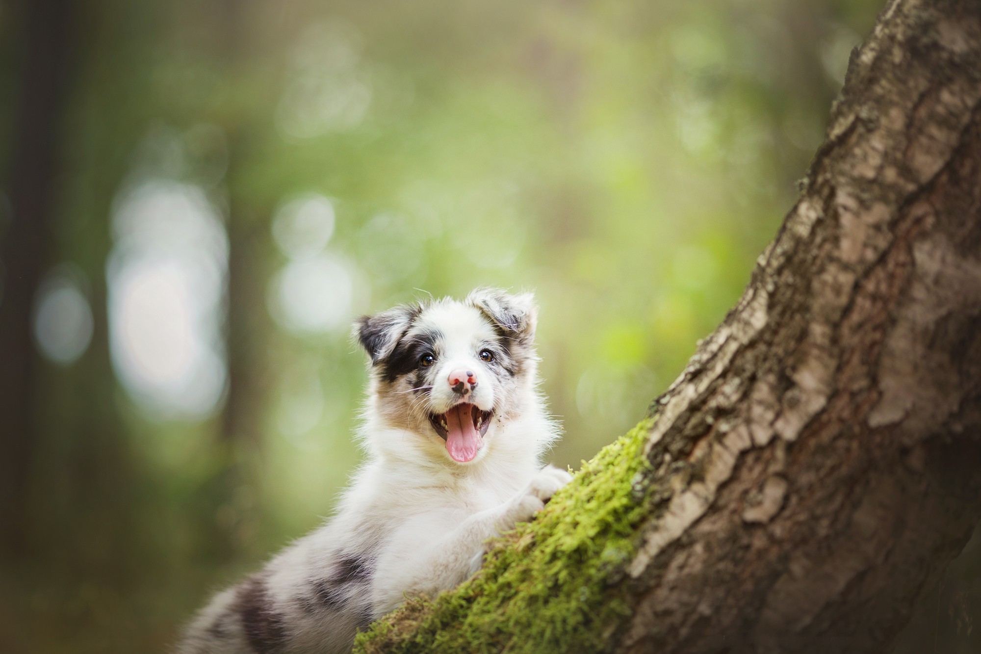 природа животные собака деревья язык скачать