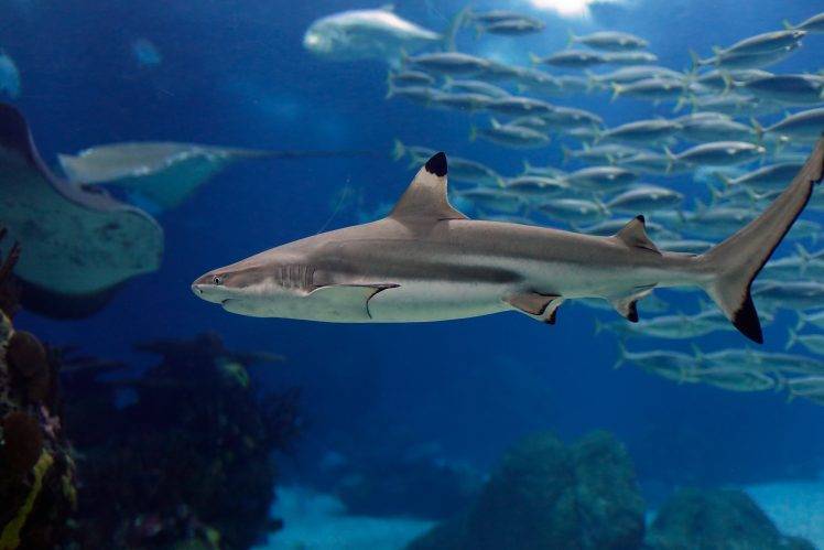 animals shark HD Wallpaper Desktop Background
