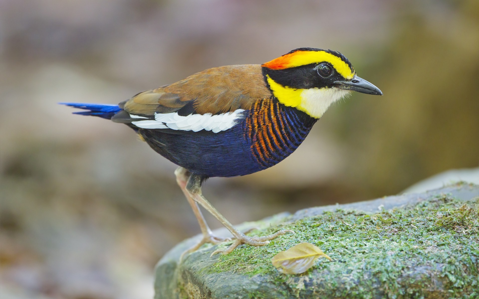 animals birds Wallpaper