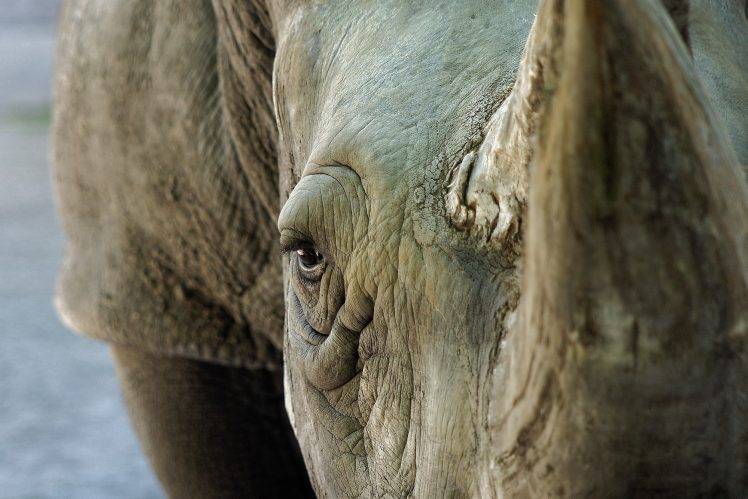 eyes looking at viewer animals rhino HD Wallpaper Desktop Background