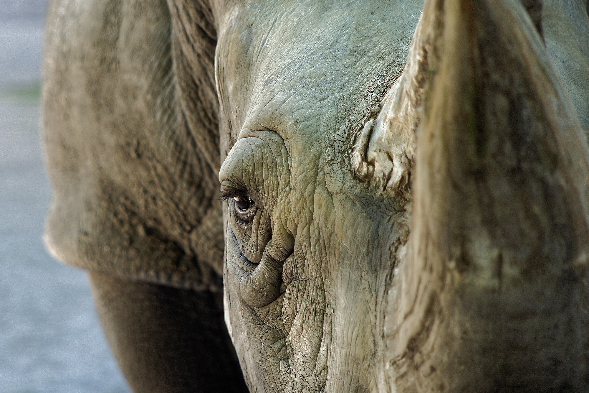 eyes looking at viewer animals rhino Wallpaper