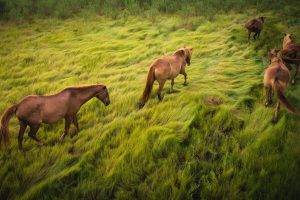 animals horse grass