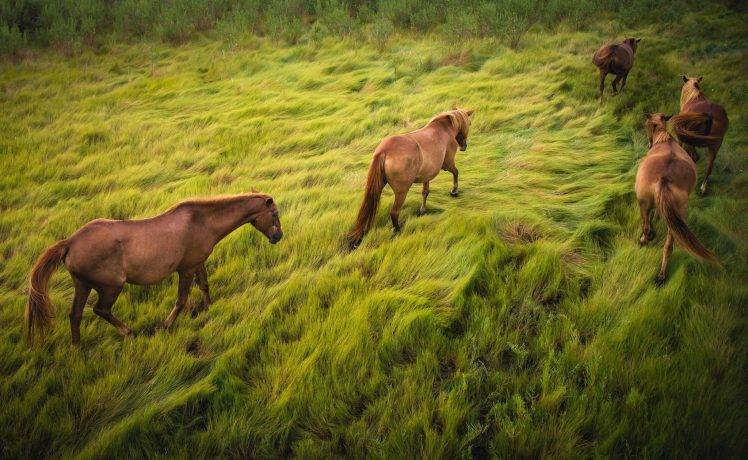 animals horse grass HD Wallpaper Desktop Background