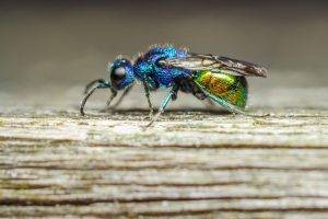 photography nature macro fly insect wood colorful