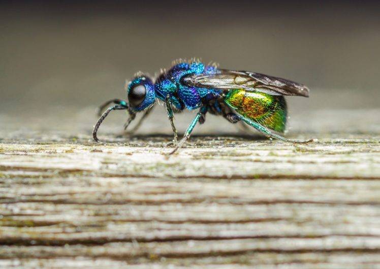 photography nature macro fly insect wood colorful HD Wallpaper Desktop Background