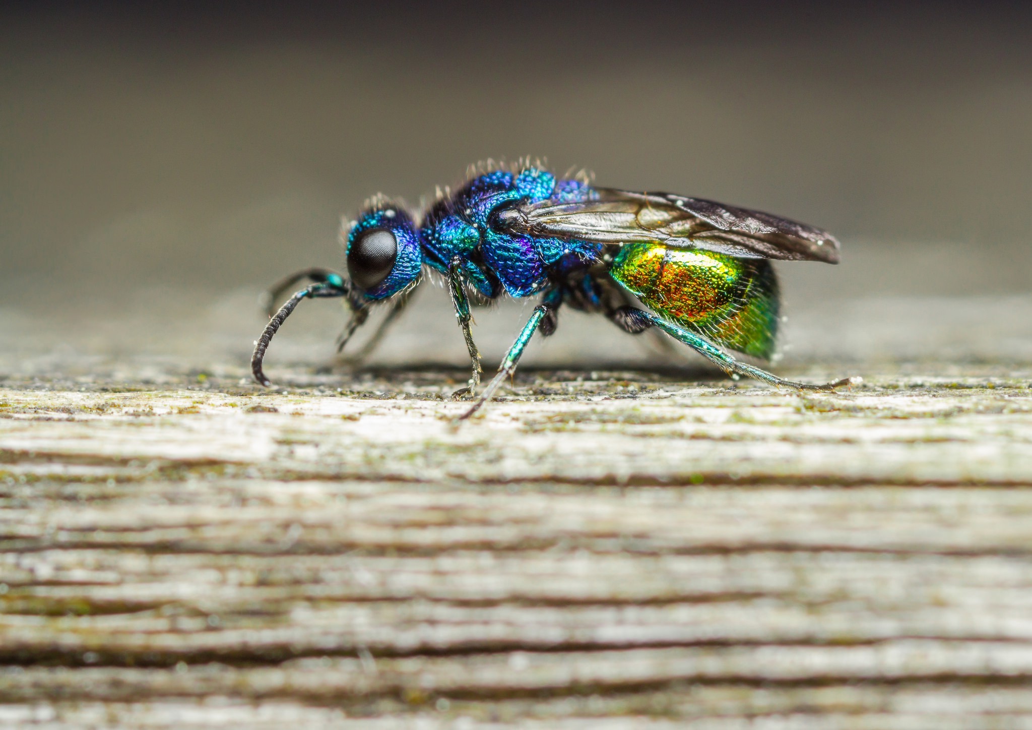 photography nature macro fly insect wood colorful Wallpaper