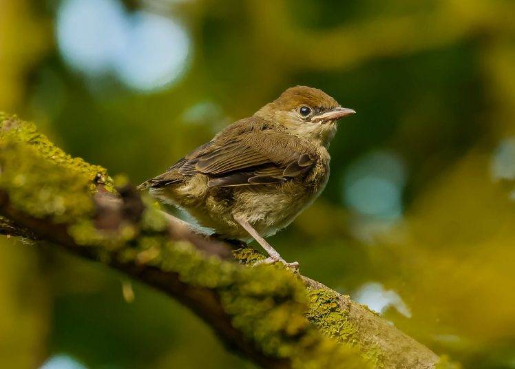 photography nature birds wildlife sparrow bokeh Wallpapers HD / Desktop ...