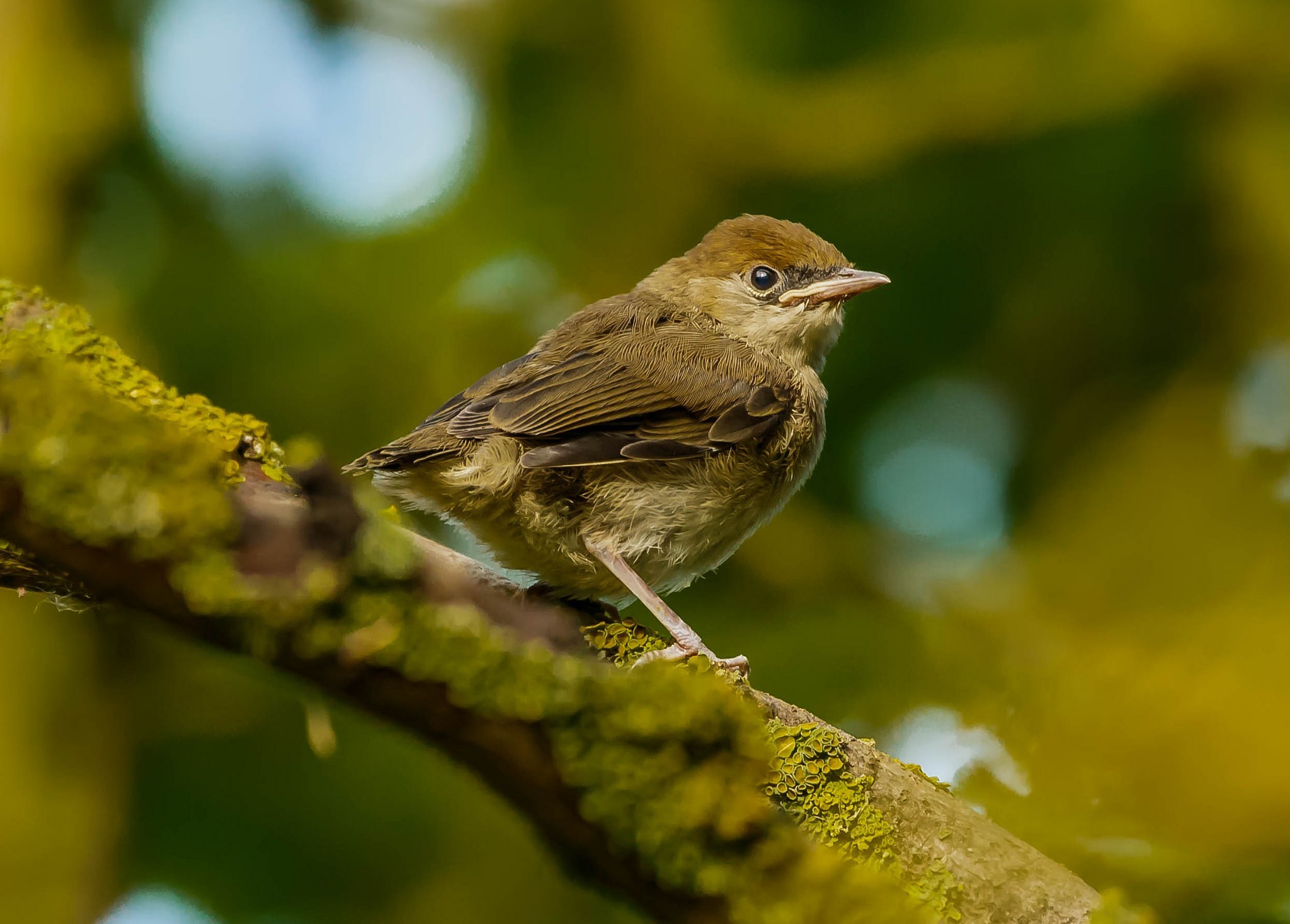 photography nature birds wildlife sparrow bokeh Wallpaper