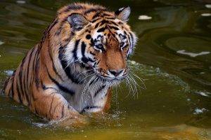tiger animals water big cats