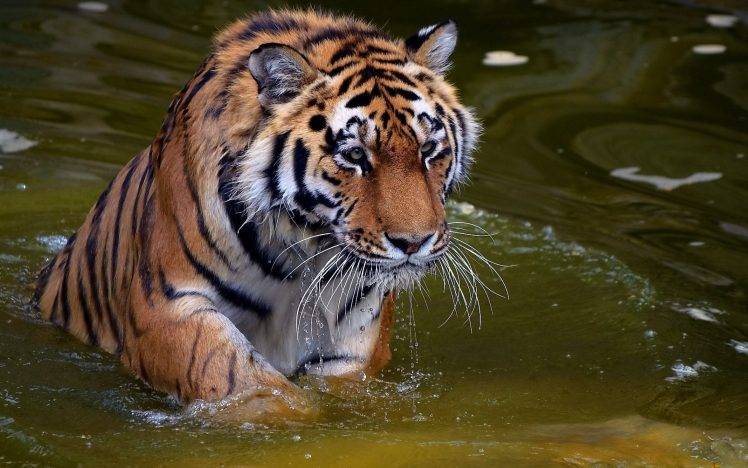tiger animals water big cats HD Wallpaper Desktop Background