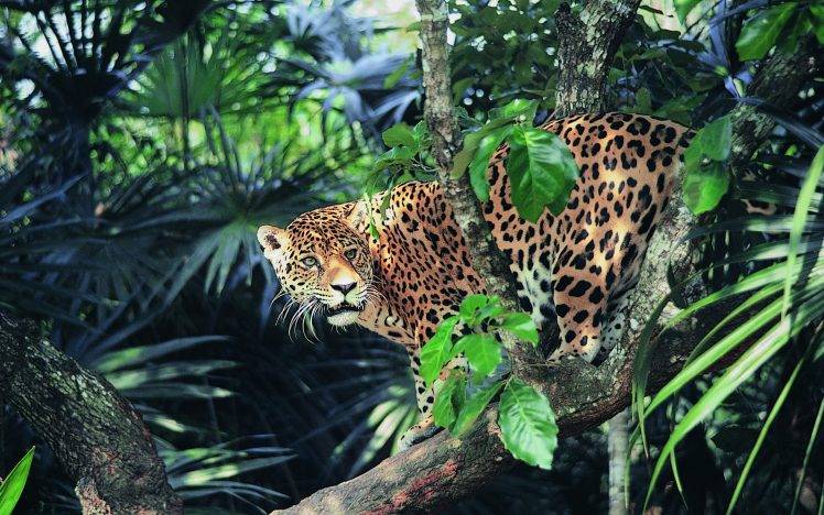 jaguar animals wild cat HD Wallpaper Desktop Background