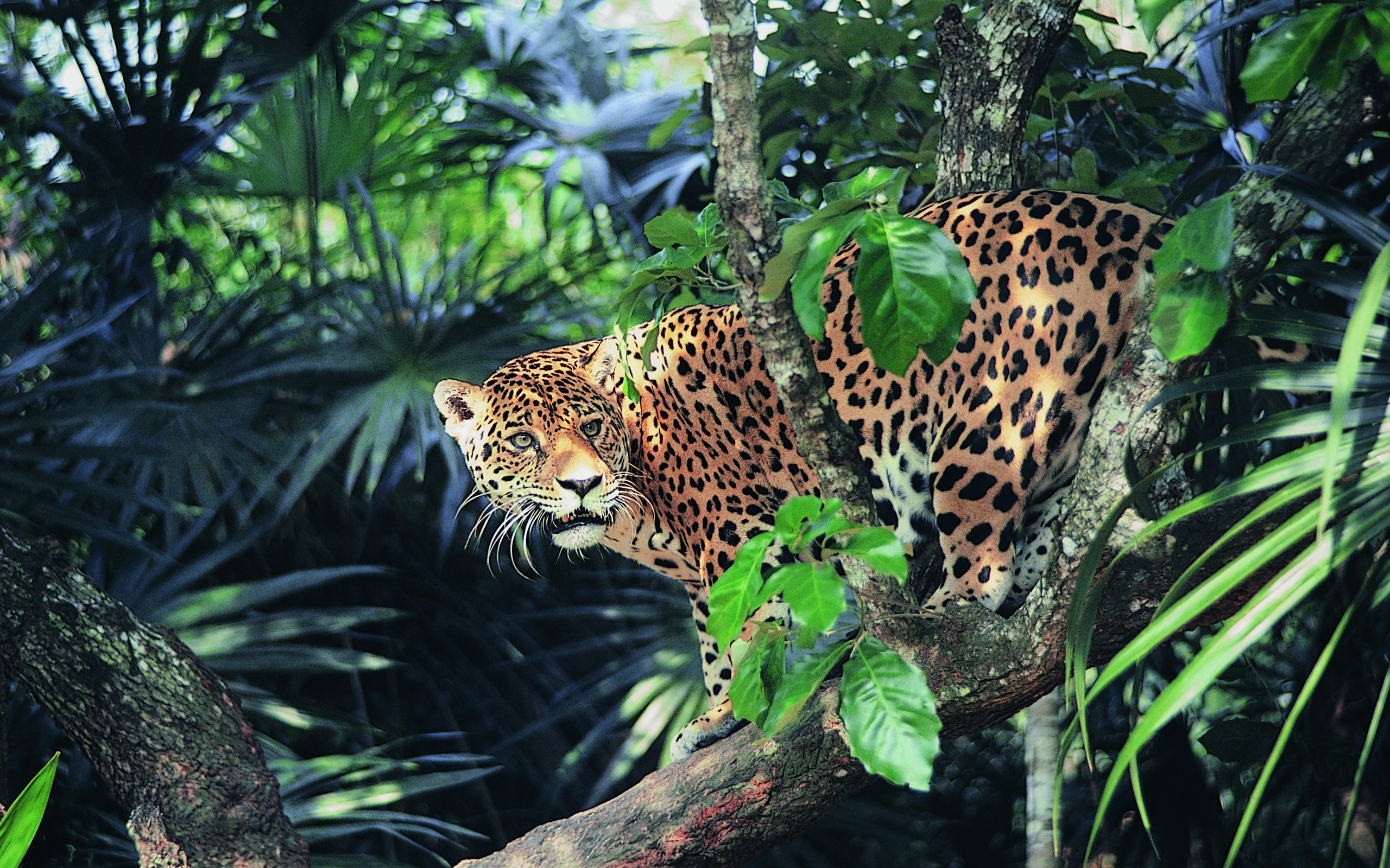 jaguar animals wild cat Wallpaper