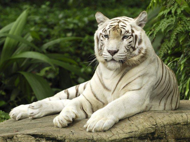 tiger animals nature white tigers HD Wallpaper Desktop Background