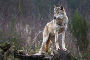 wolf animals nature