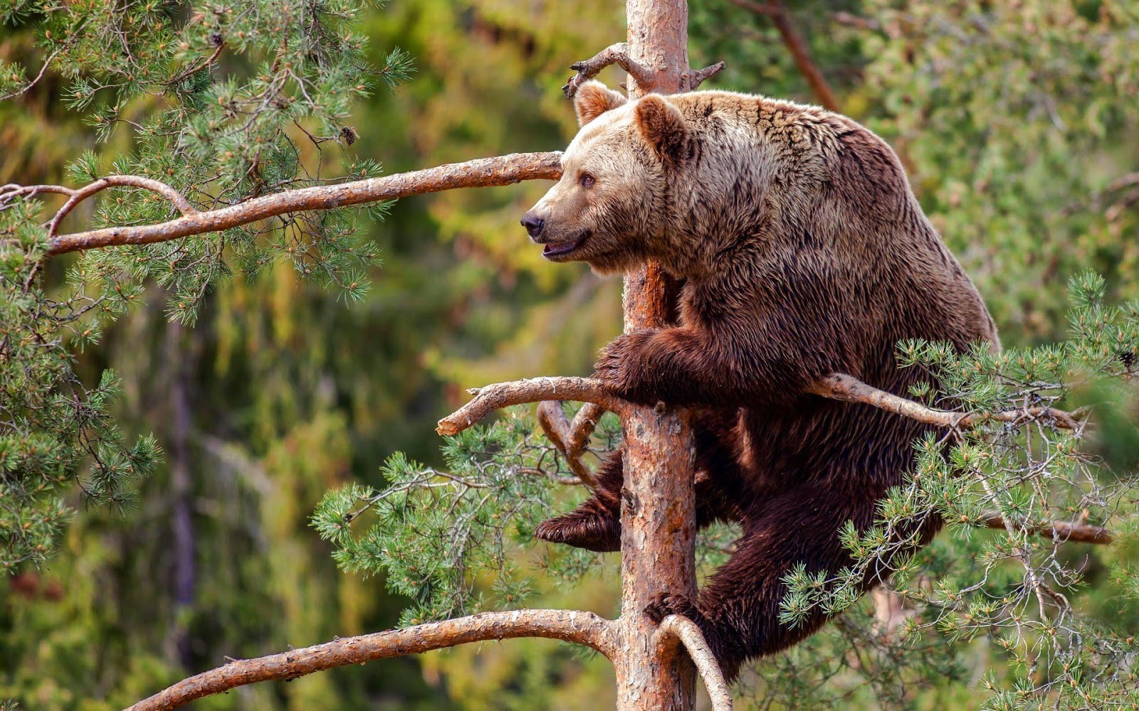 bears animals Wallpaper