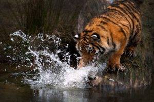 tiger animals water