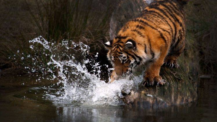 tiger animals water HD Wallpaper Desktop Background