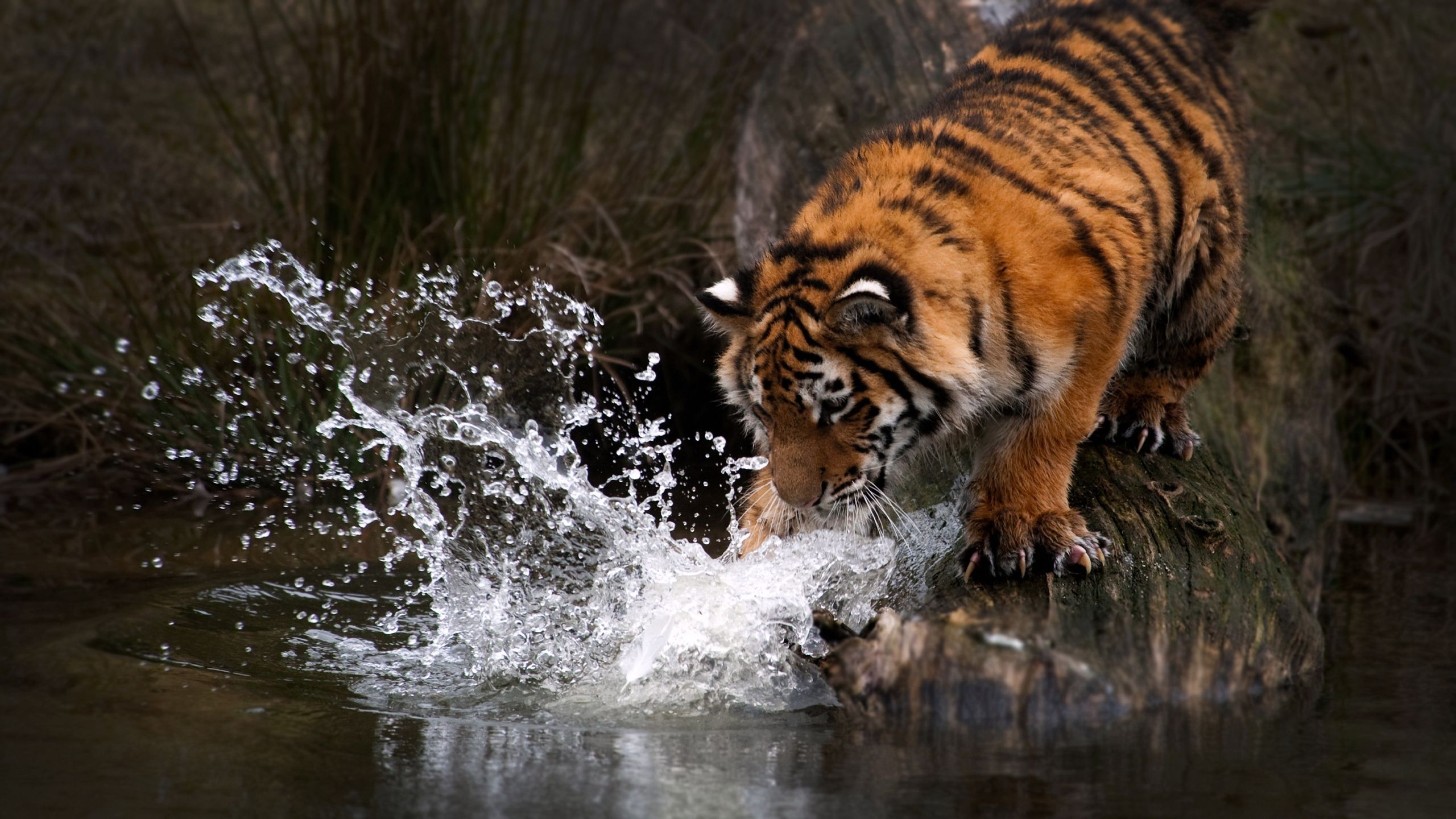 tiger animals water Wallpaper