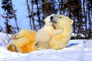 polar bears animals