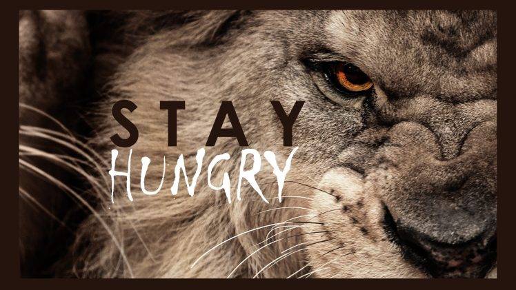 lion motivational typography animals Wallpapers HD / Desktop and Mobile  Backgrounds