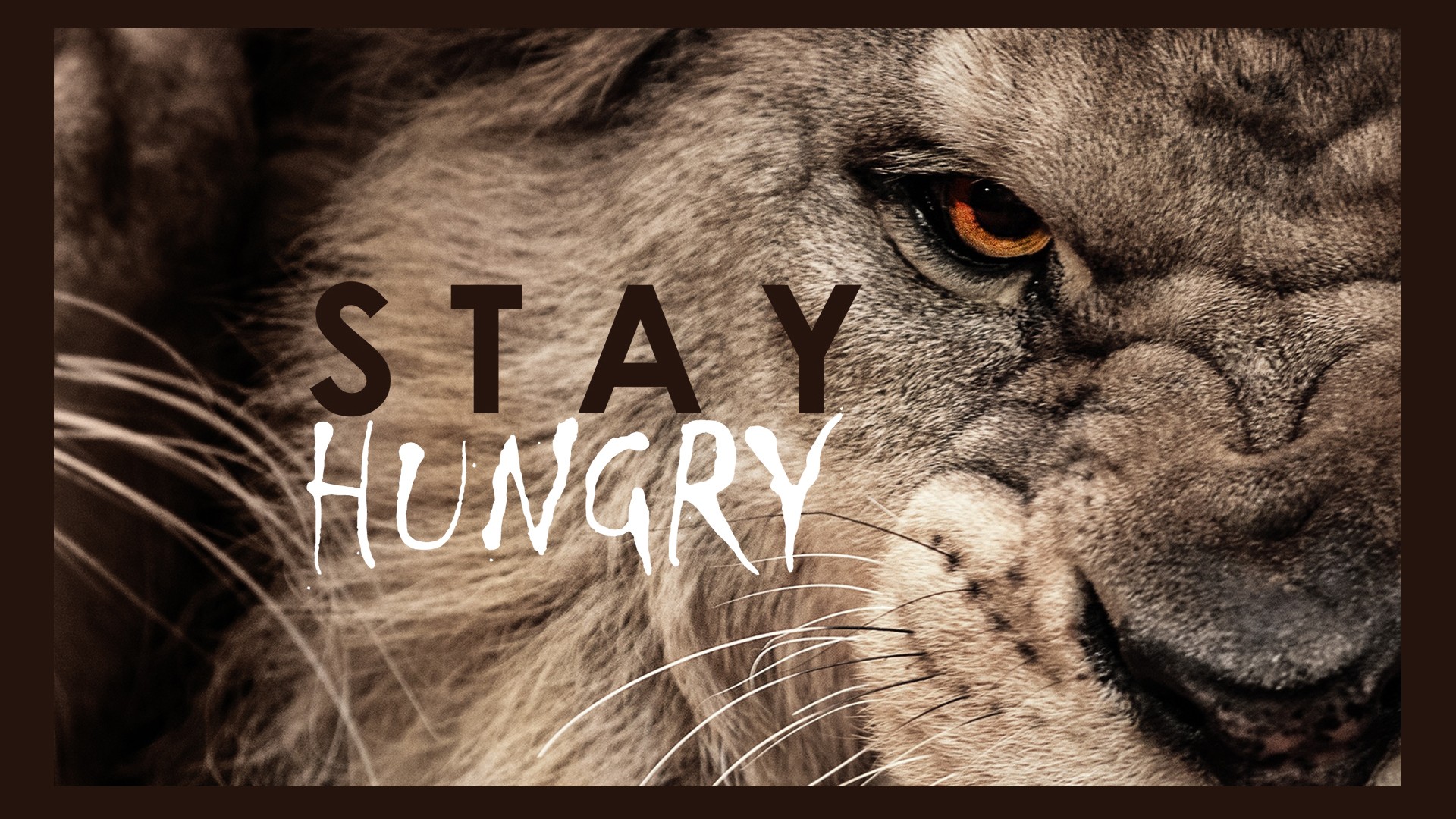 lion motivational typography animals Wallpapers HD ...
