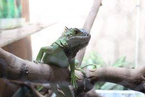 lizards animals reptiles wood closeup iguana pet