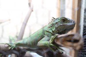 lizards animals reptiles wood closeup iguana pet