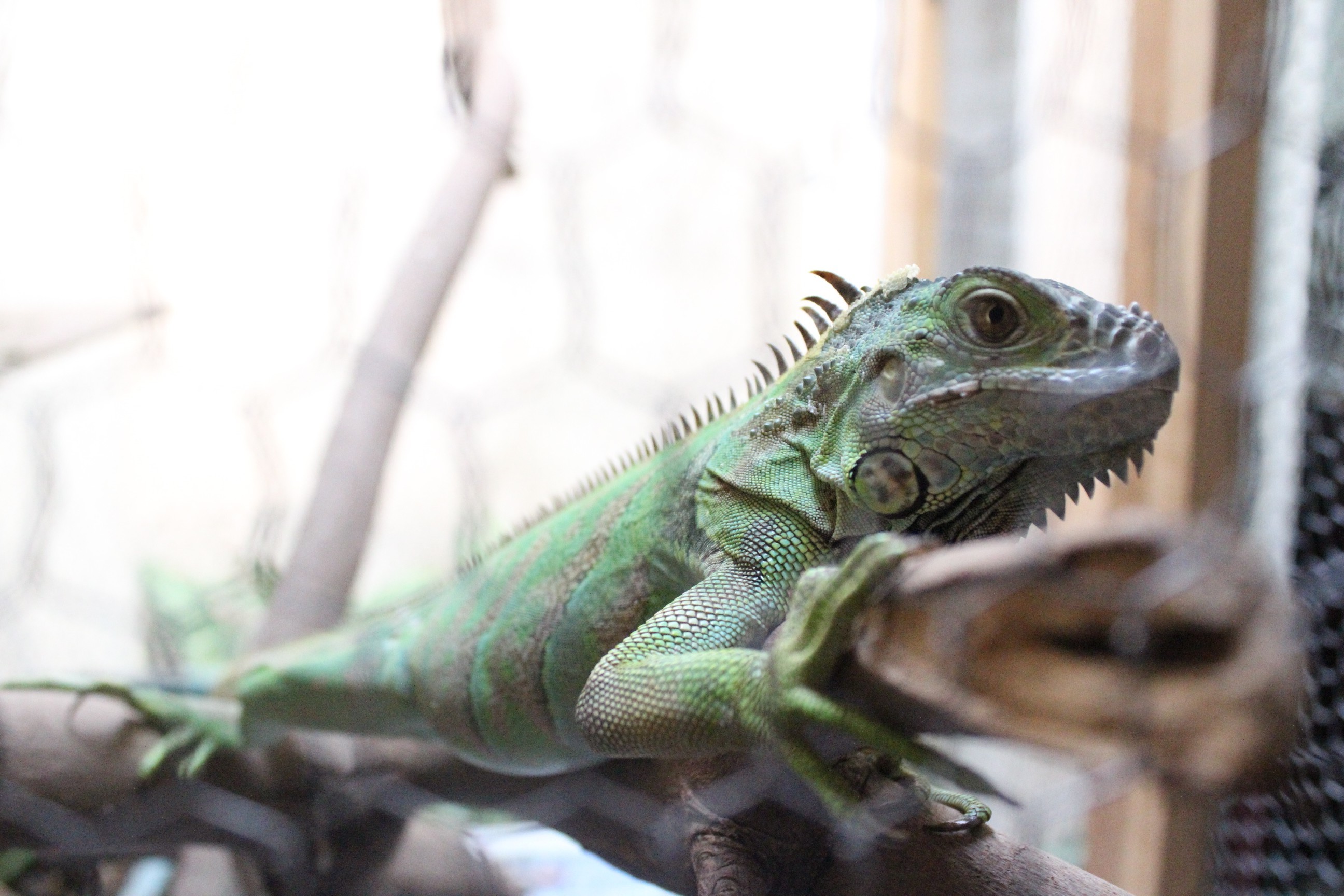 lizards animals reptiles wood closeup iguana pet Wallpaper