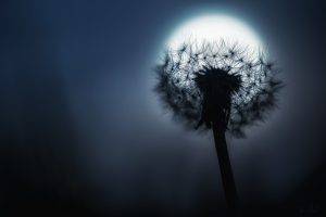 photography dandelion moon macro