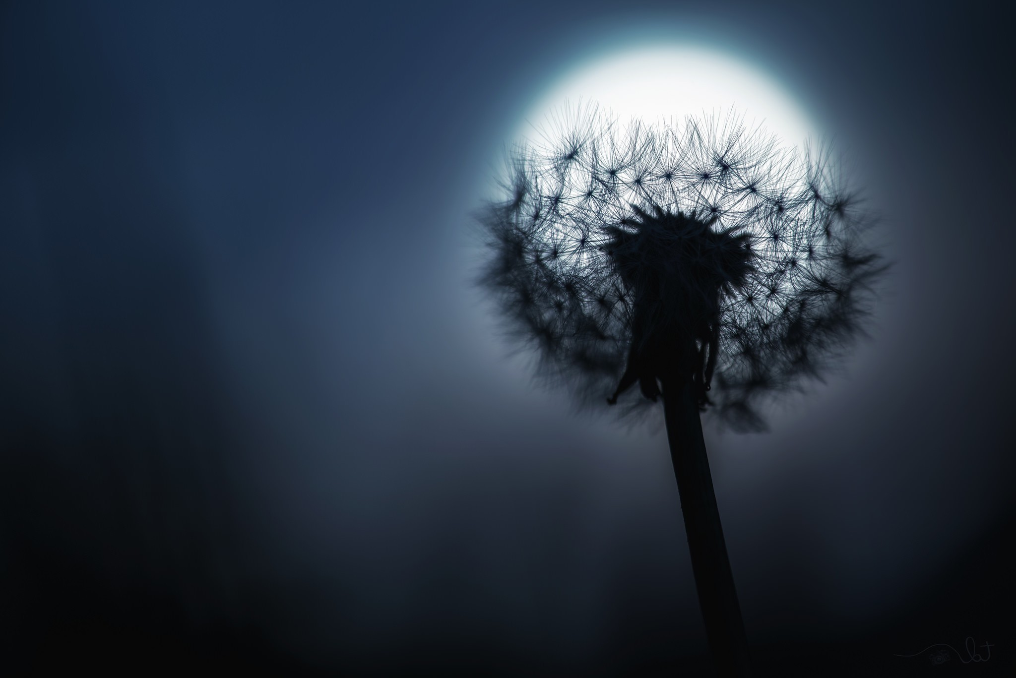 photography dandelion moon macro Wallpaper