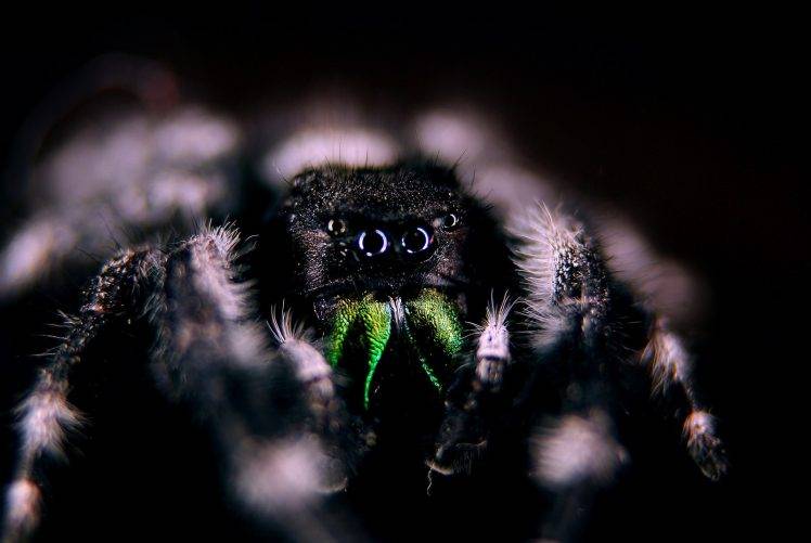eyes hair photography spider insect lights macro HD Wallpaper Desktop Background