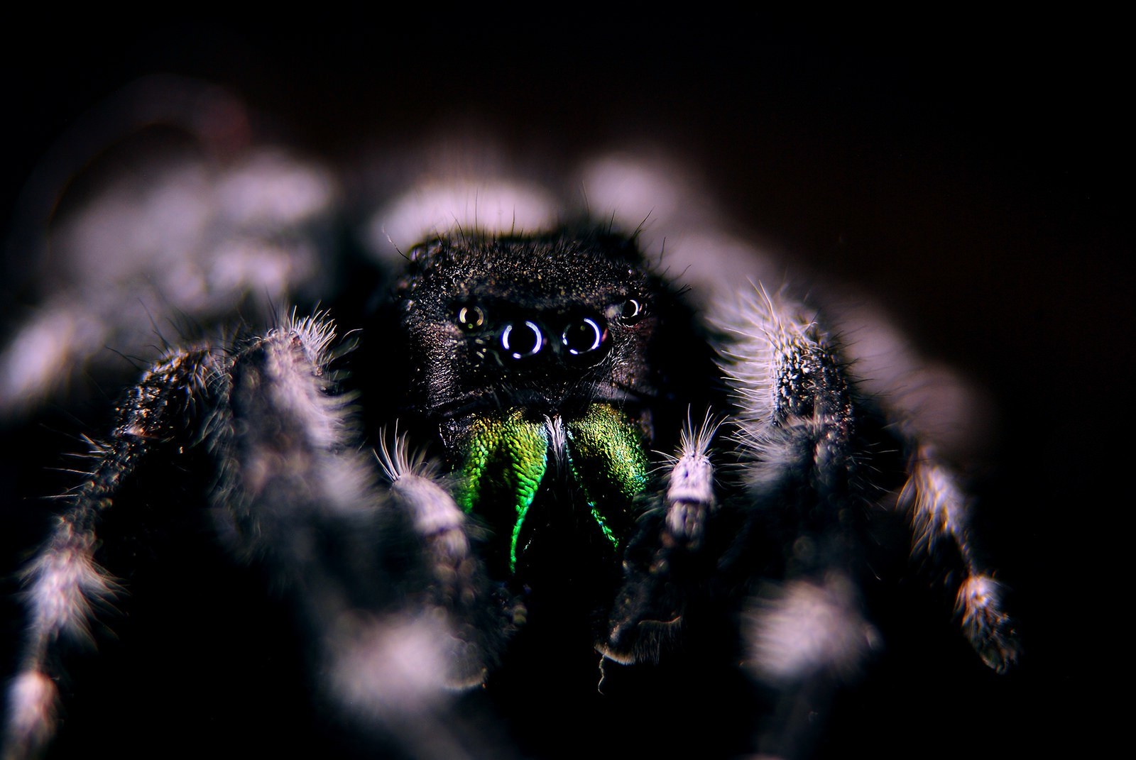 eyes hair photography spider insect lights macro Wallpaper