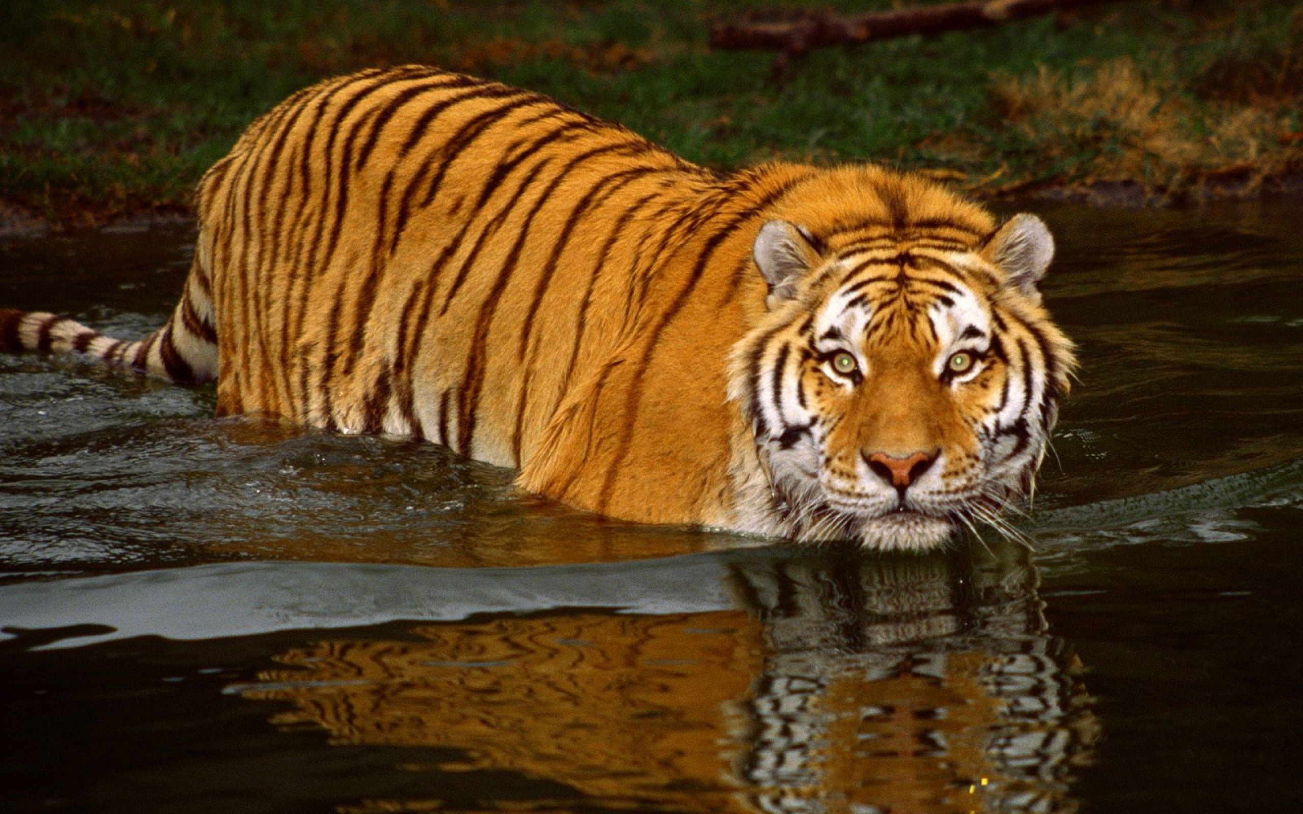 tiger animals wildlife Wallpaper