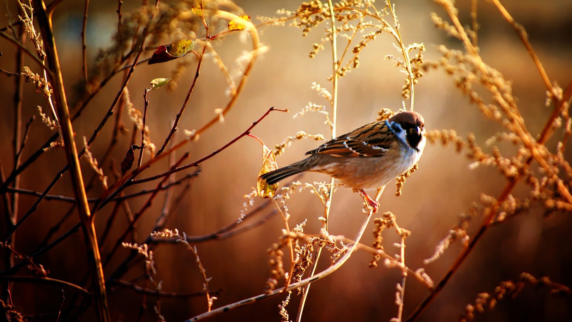 birds nature animals Wallpaper