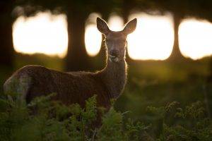 looking at viewer photography deer animals sunlight plants trees wildlife eating