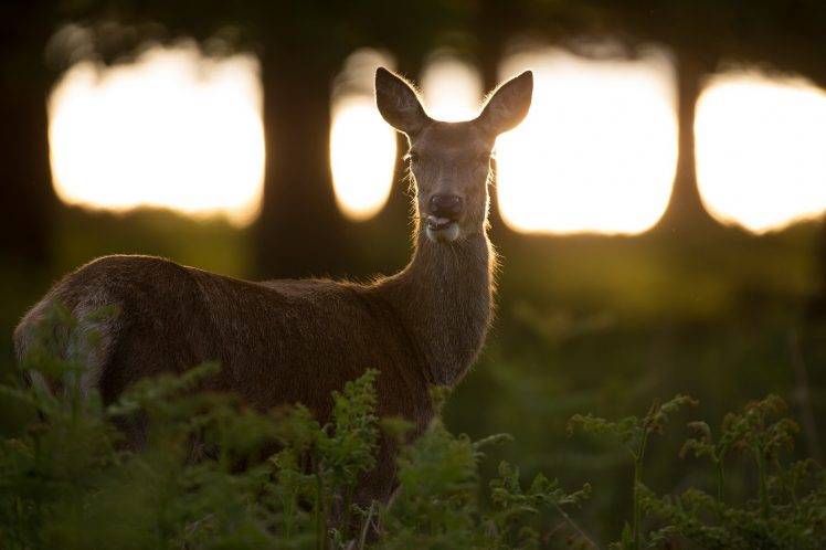looking at viewer photography deer animals sunlight plants trees wildlife eating HD Wallpaper Desktop Background