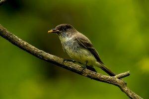 photography wildlife sparrow birds macro blurred eating