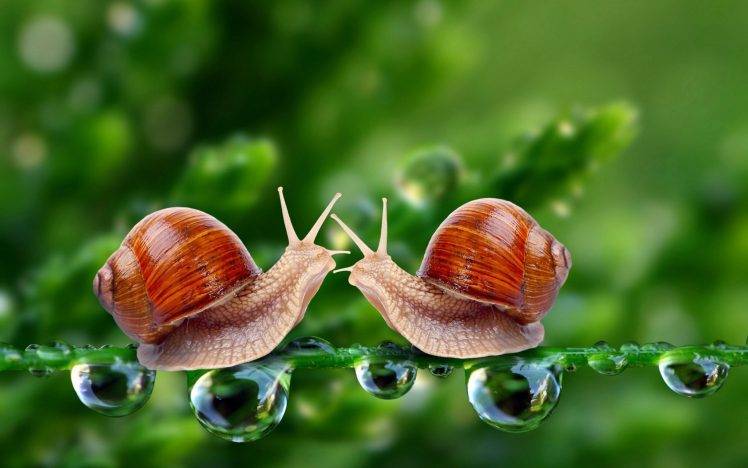 snail animals HD Wallpaper Desktop Background